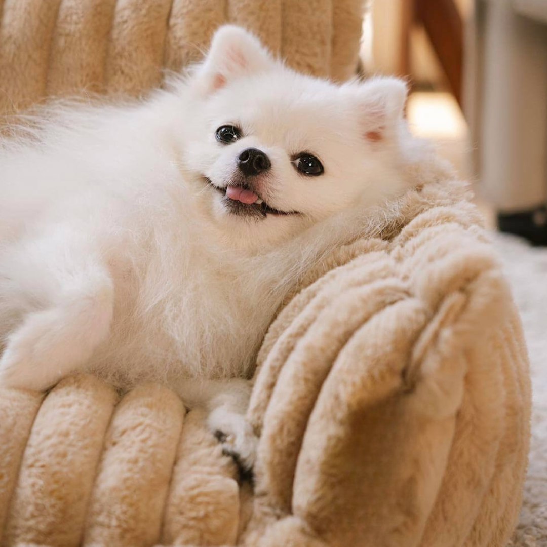 Comfortable Orthopedic Pet Dog Bed With Back Support