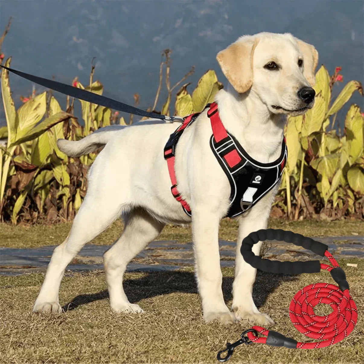 Anti-Trek Dog Harness with Comfort Padding – PullFree-Red-S-Nora Luxe