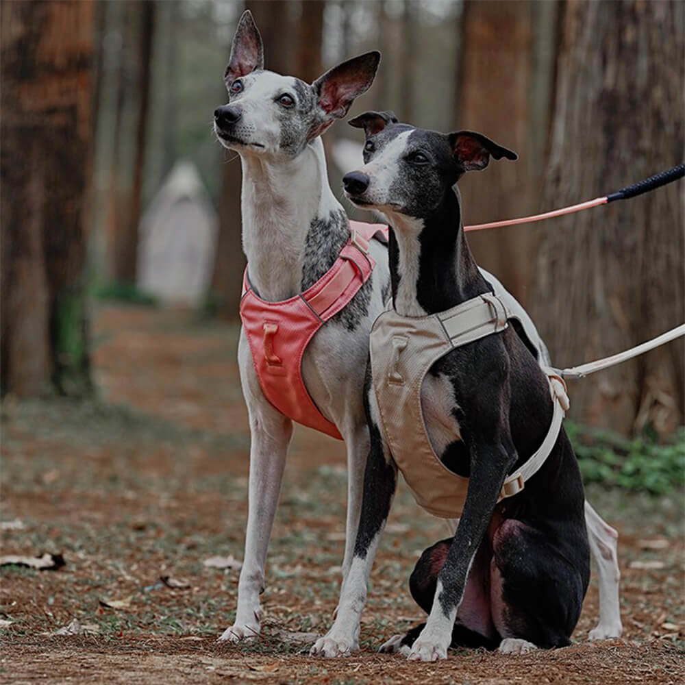 Comfortable Dog Vest Harness with Adjustable Leash - Pexav