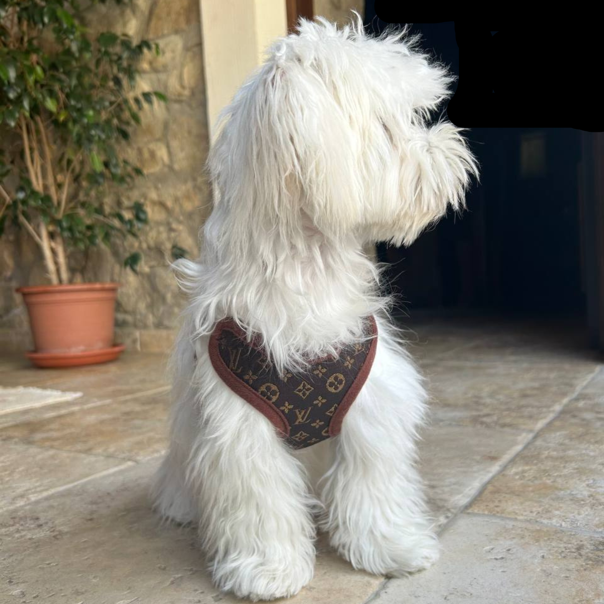 Dog Harness and Leash Set – PawLuxe-XS-Nora Luxe
