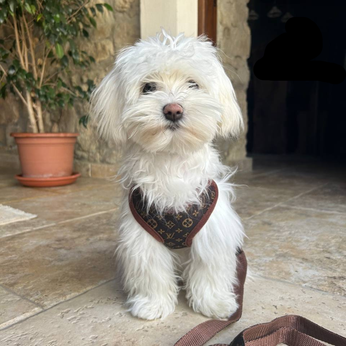 Comfortable Dog Harness and Lead Set - Pexav
