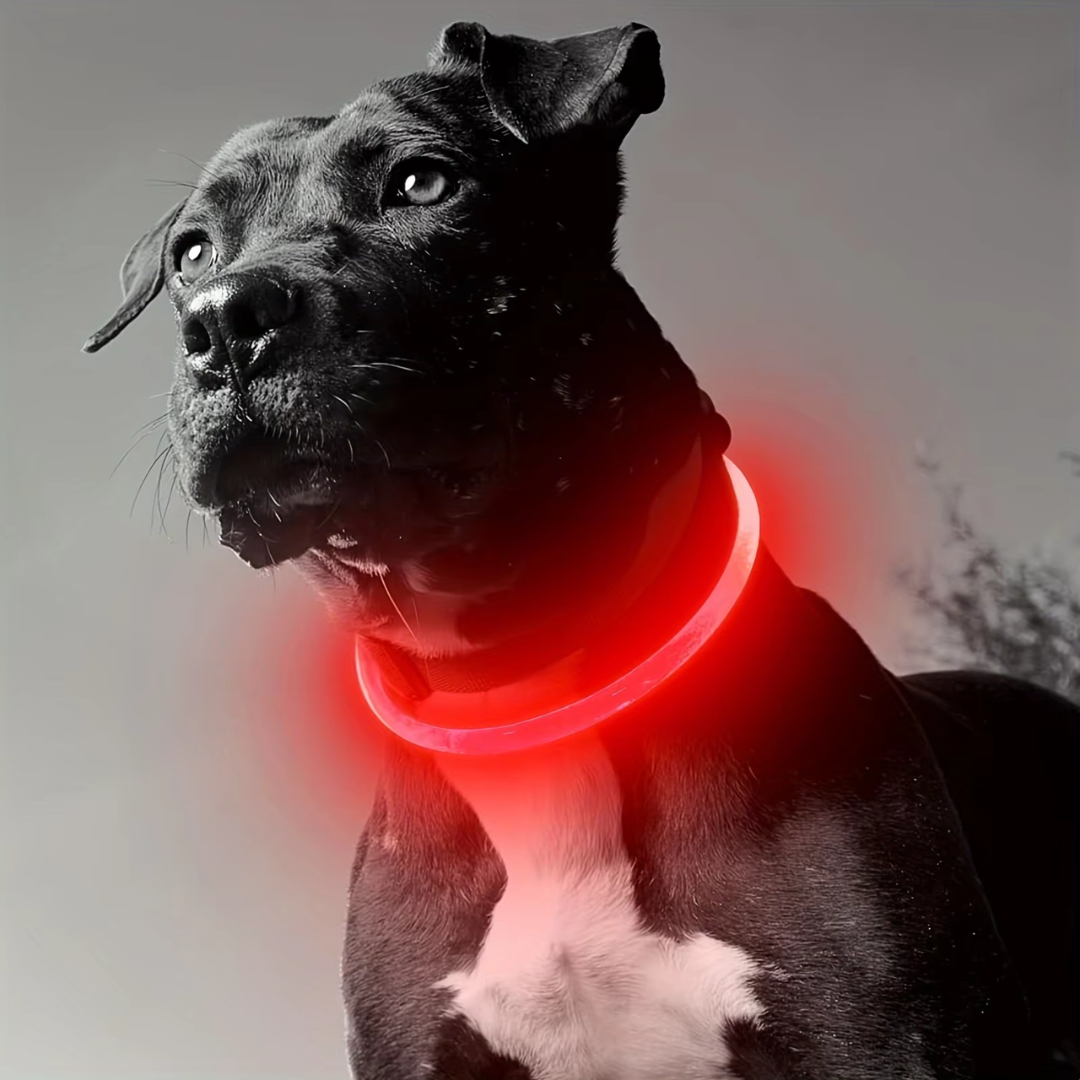 GlowSafe LED Dog Collar – Rechargeable USB Safety Light-Red-Nora Luxe