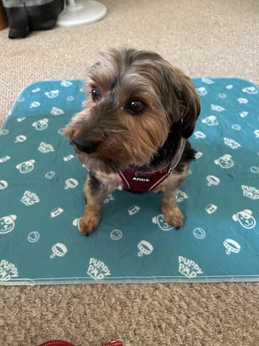 Leak-proof Pet Mat - PetPaws Comfort Mat-Classic-Nora Luxe